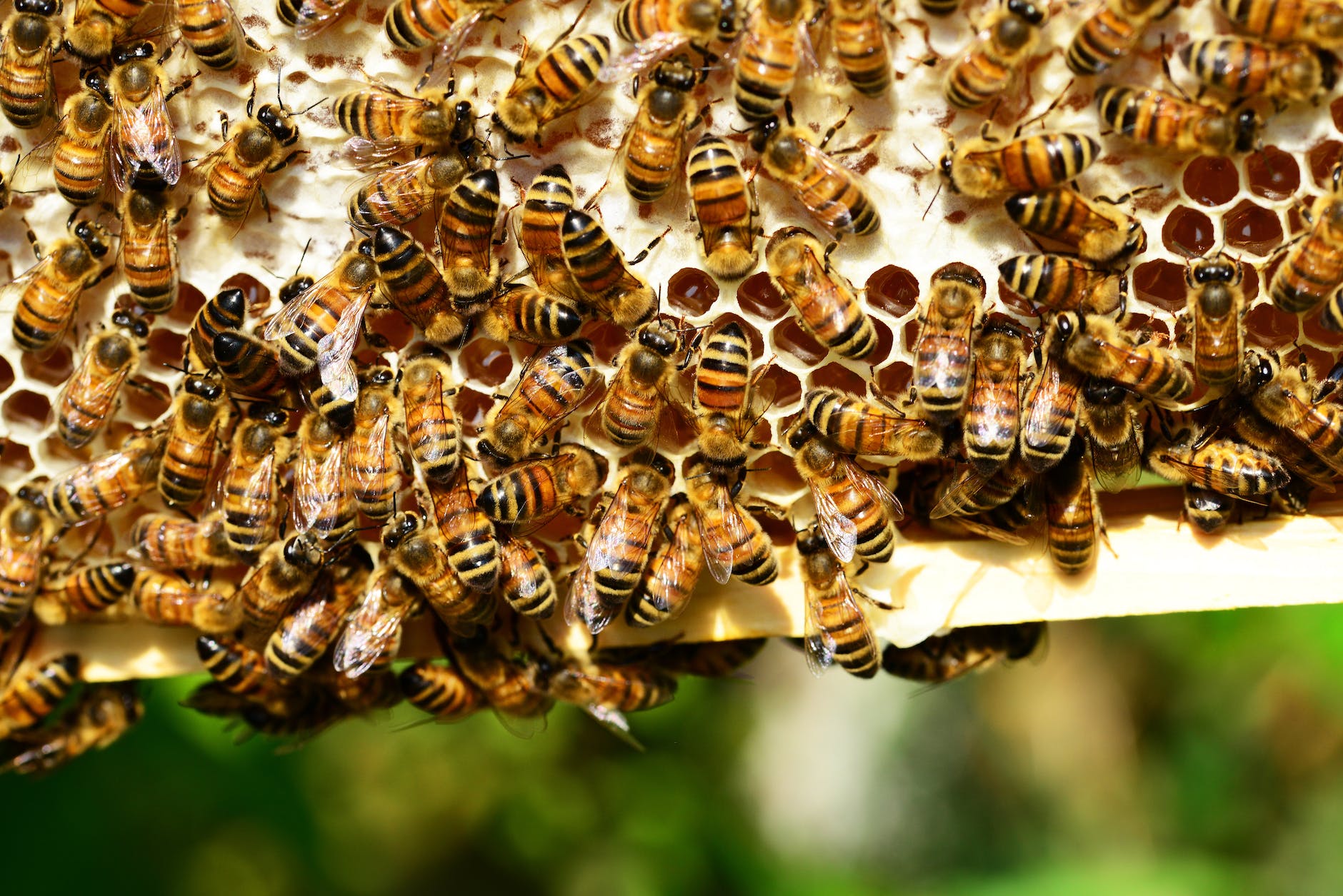 honeycomb insect bees honey