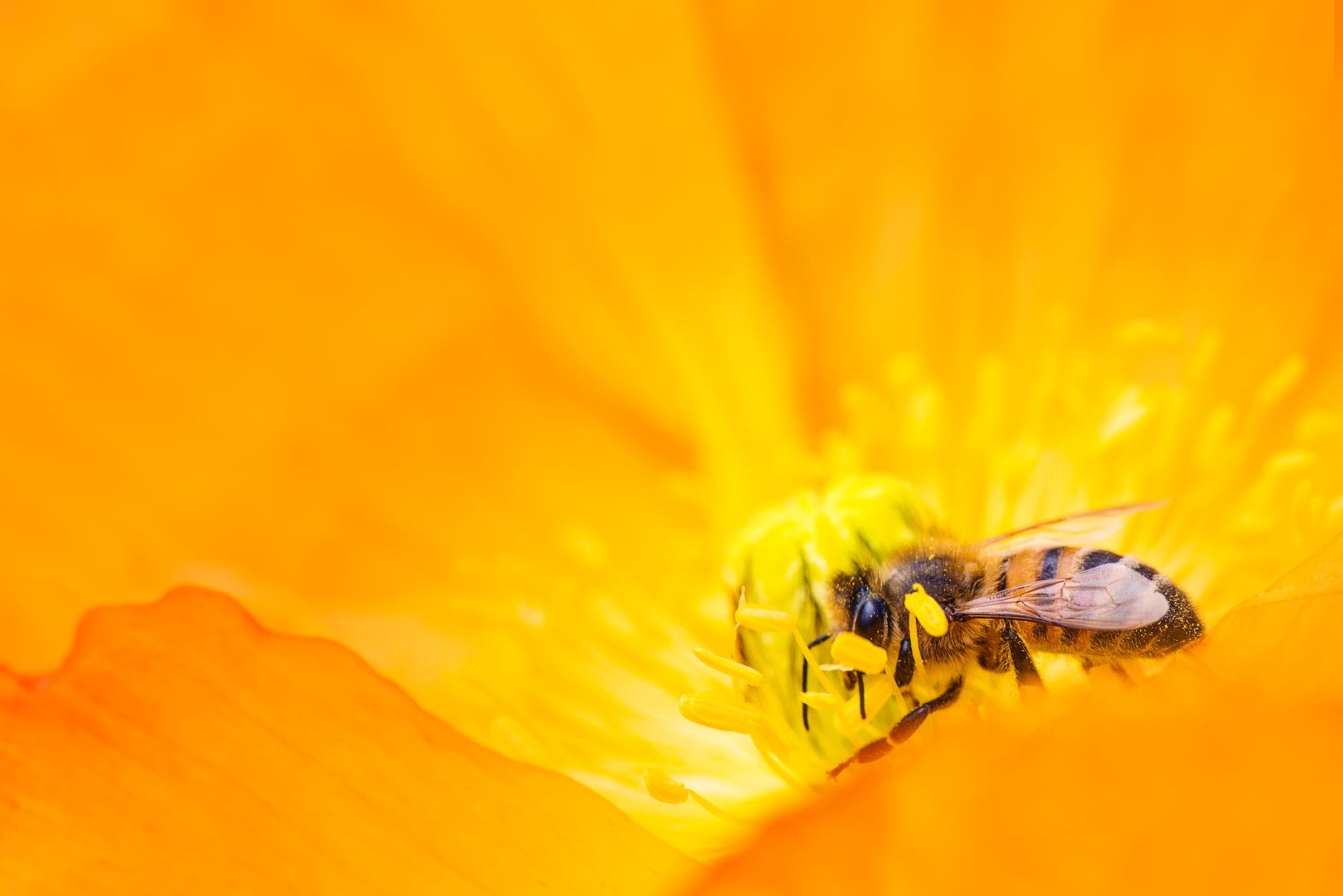 yellow bumblebee gathering pollen close up photography